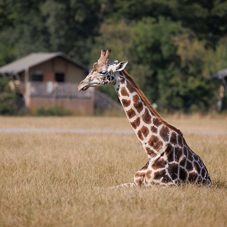 Knuthenborg Safaripark Otel Maribo Dış mekan fotoğraf