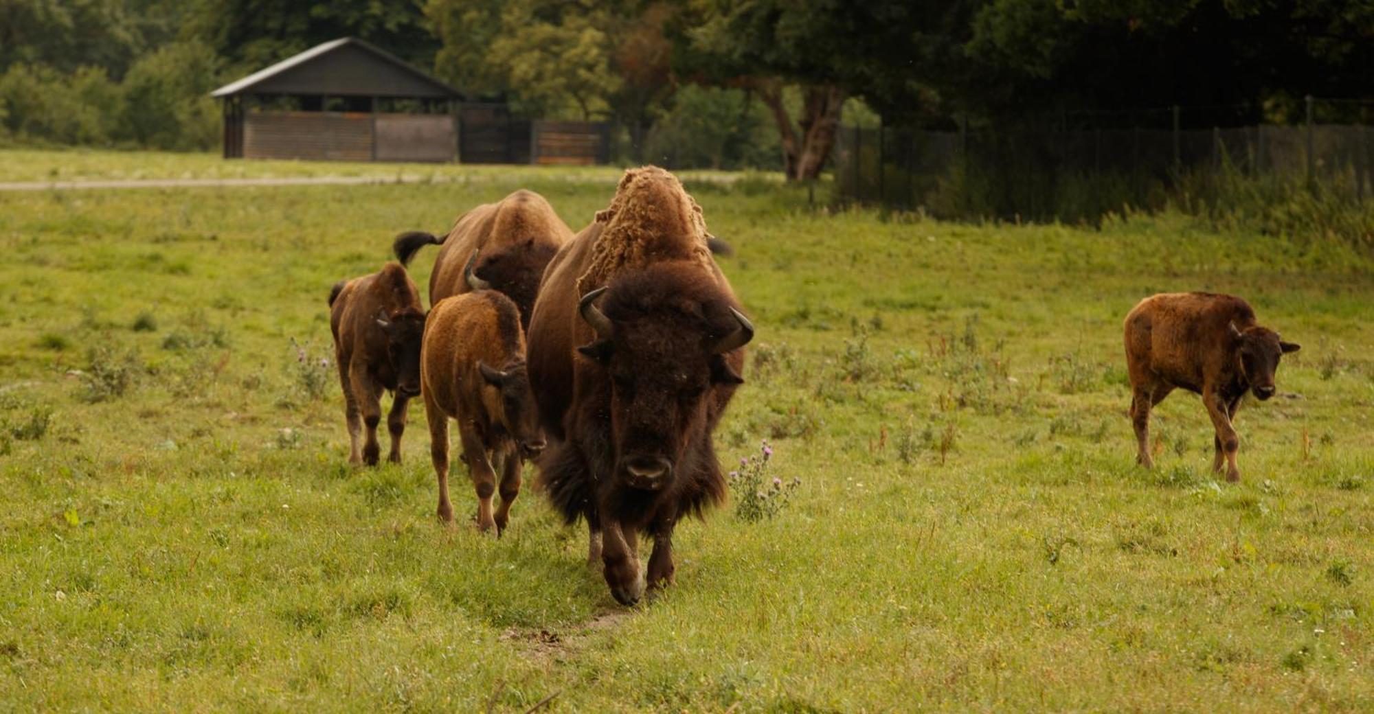 Knuthenborg Safaripark Otel Maribo Dış mekan fotoğraf