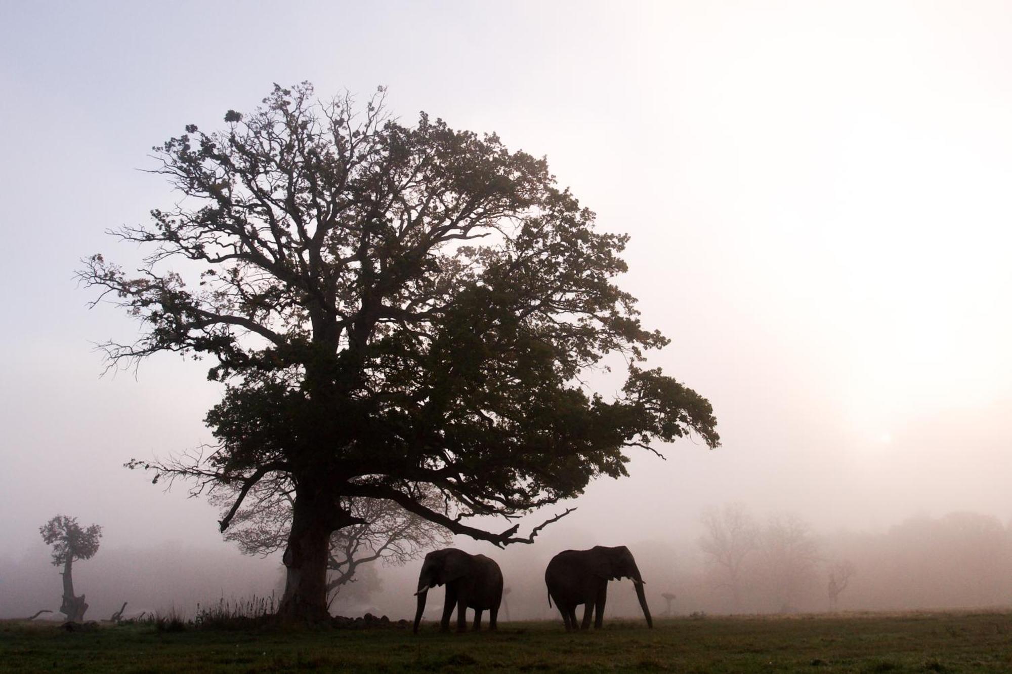 Knuthenborg Safaripark Otel Maribo Dış mekan fotoğraf