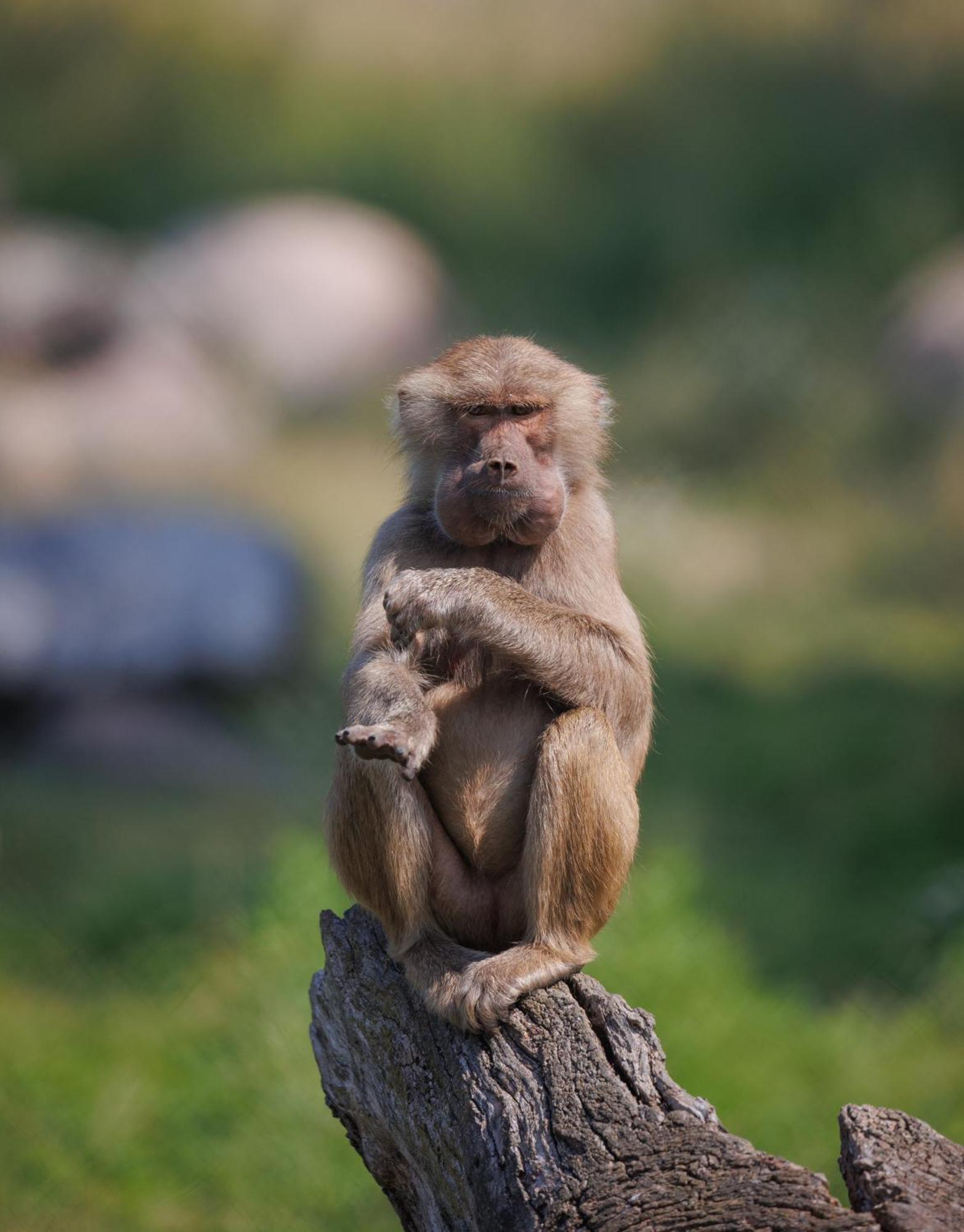 Knuthenborg Safaripark Otel Maribo Dış mekan fotoğraf