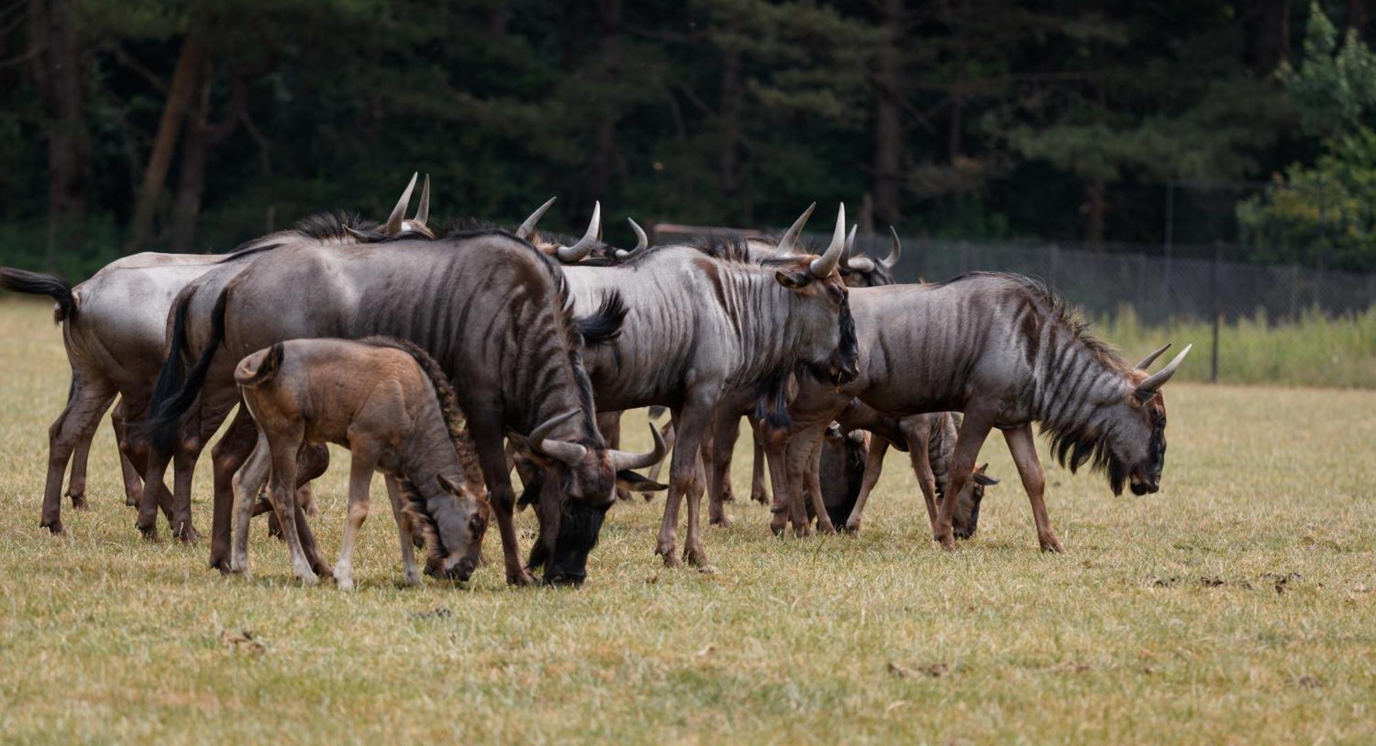 Knuthenborg Safaripark Otel Maribo Dış mekan fotoğraf