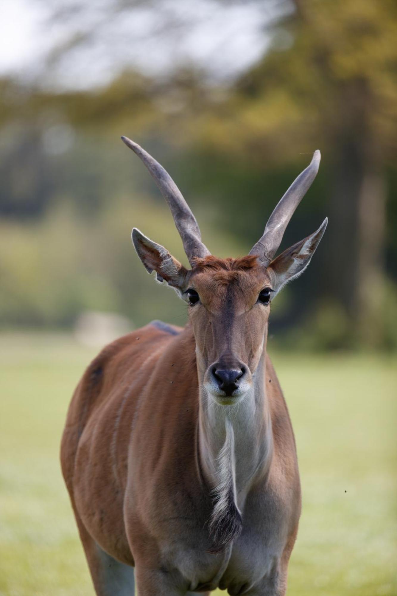 Knuthenborg Safaripark Otel Maribo Dış mekan fotoğraf