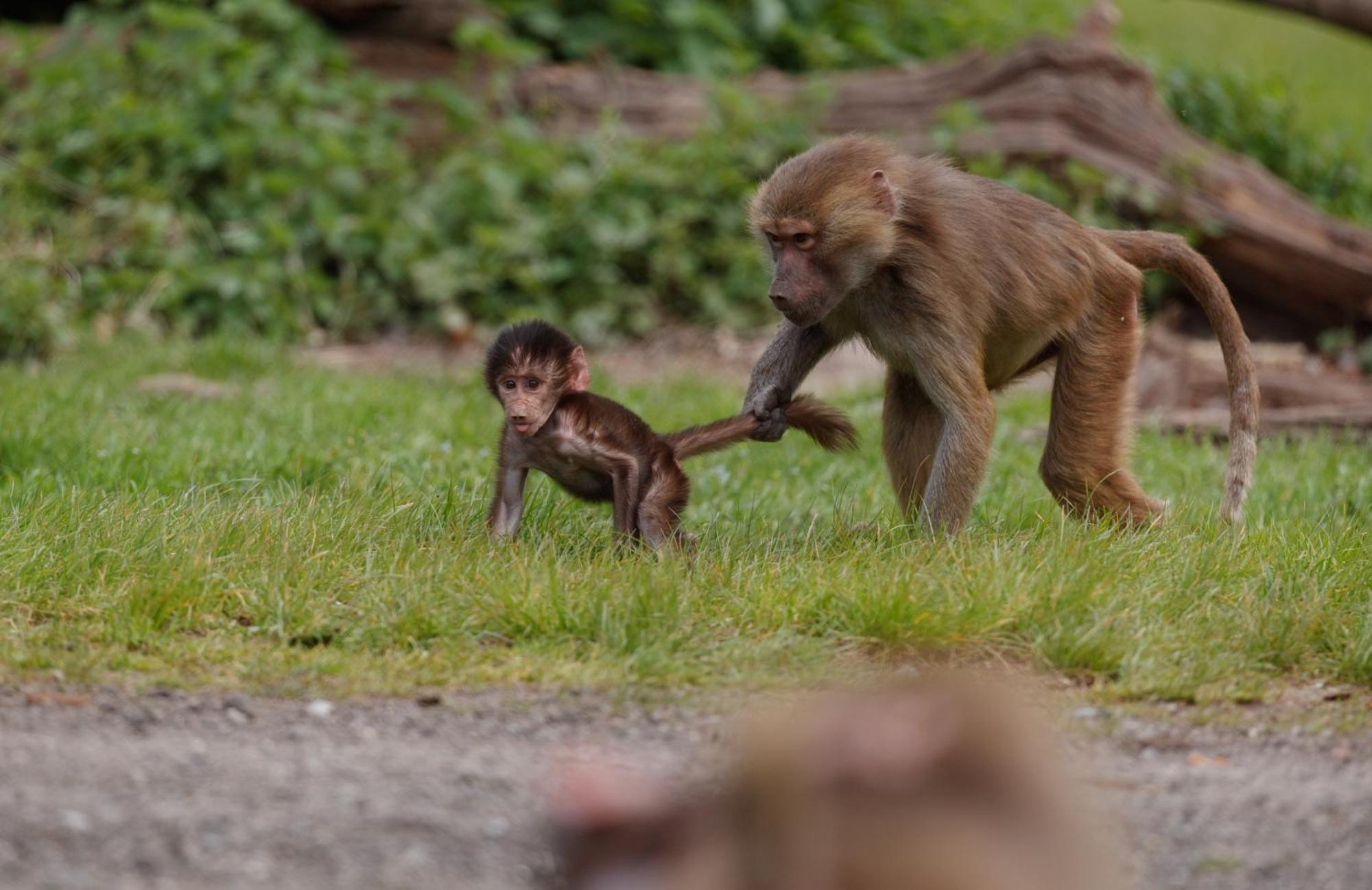 Knuthenborg Safaripark Otel Maribo Dış mekan fotoğraf