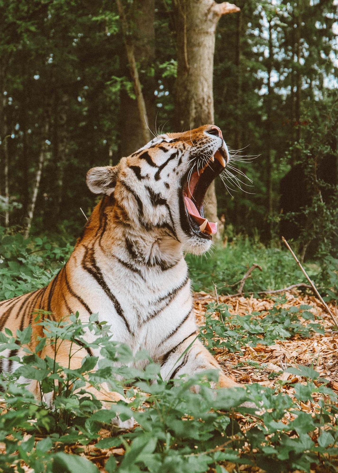 Knuthenborg Safaripark Otel Maribo Dış mekan fotoğraf
