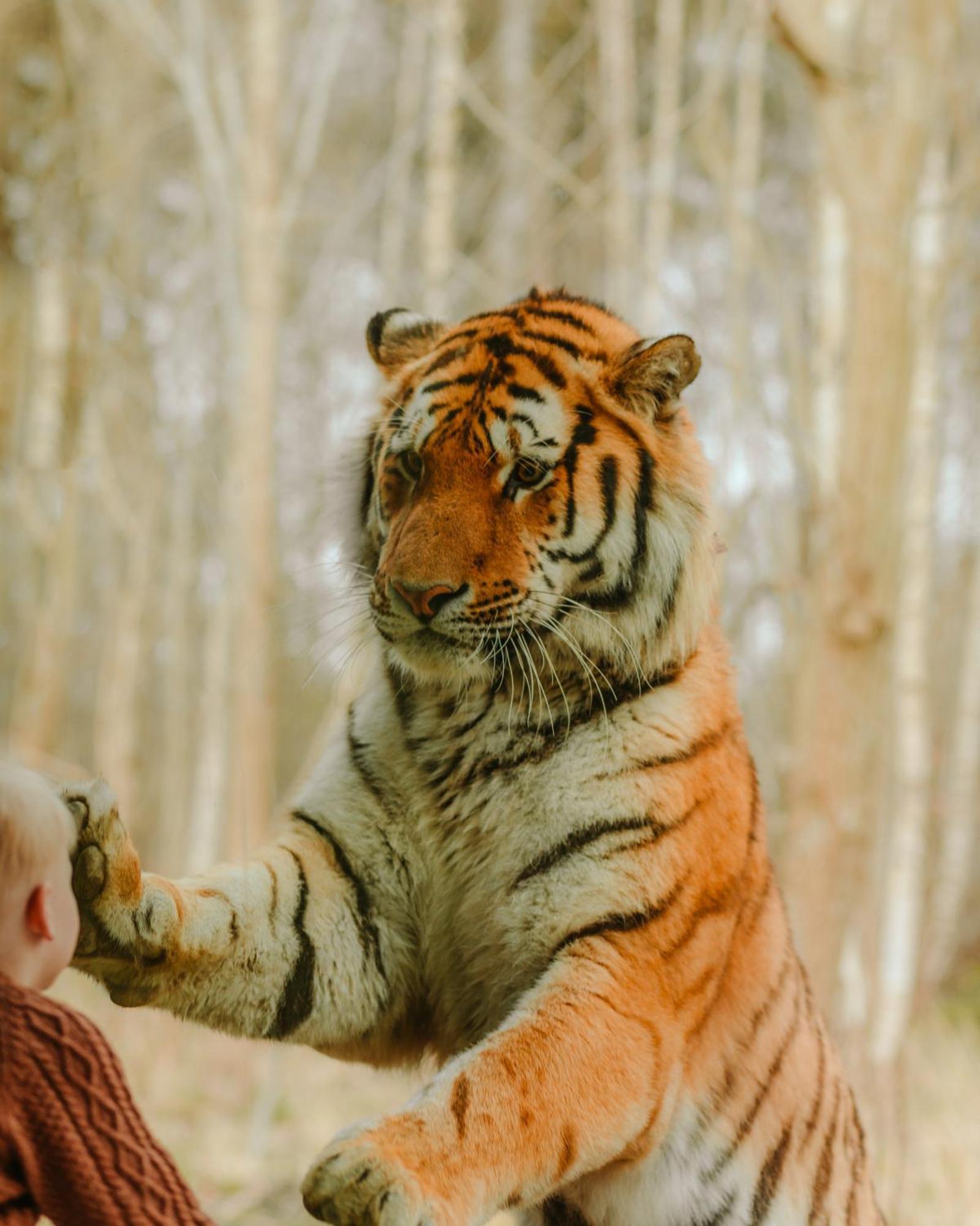Knuthenborg Safaripark Otel Maribo Dış mekan fotoğraf