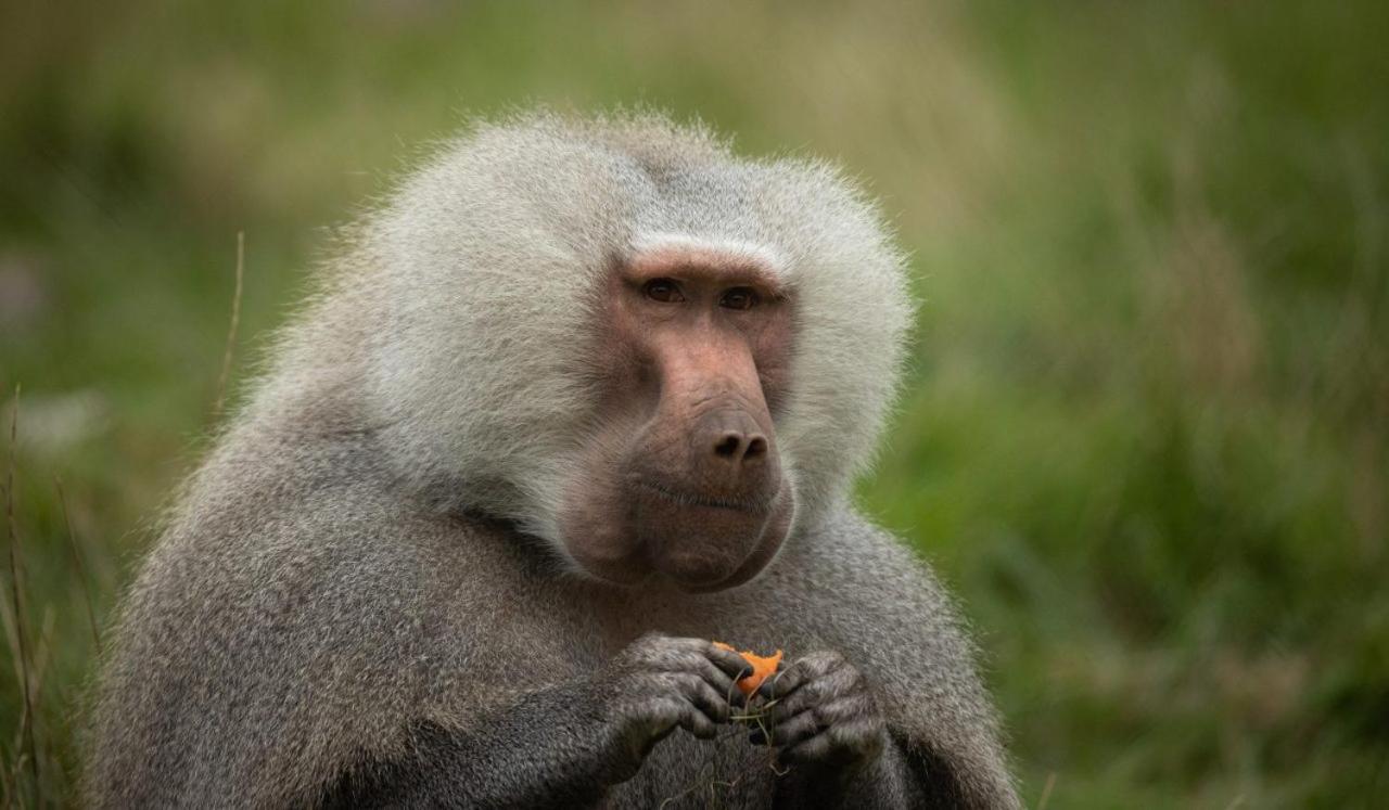 Knuthenborg Safaripark Otel Maribo Dış mekan fotoğraf