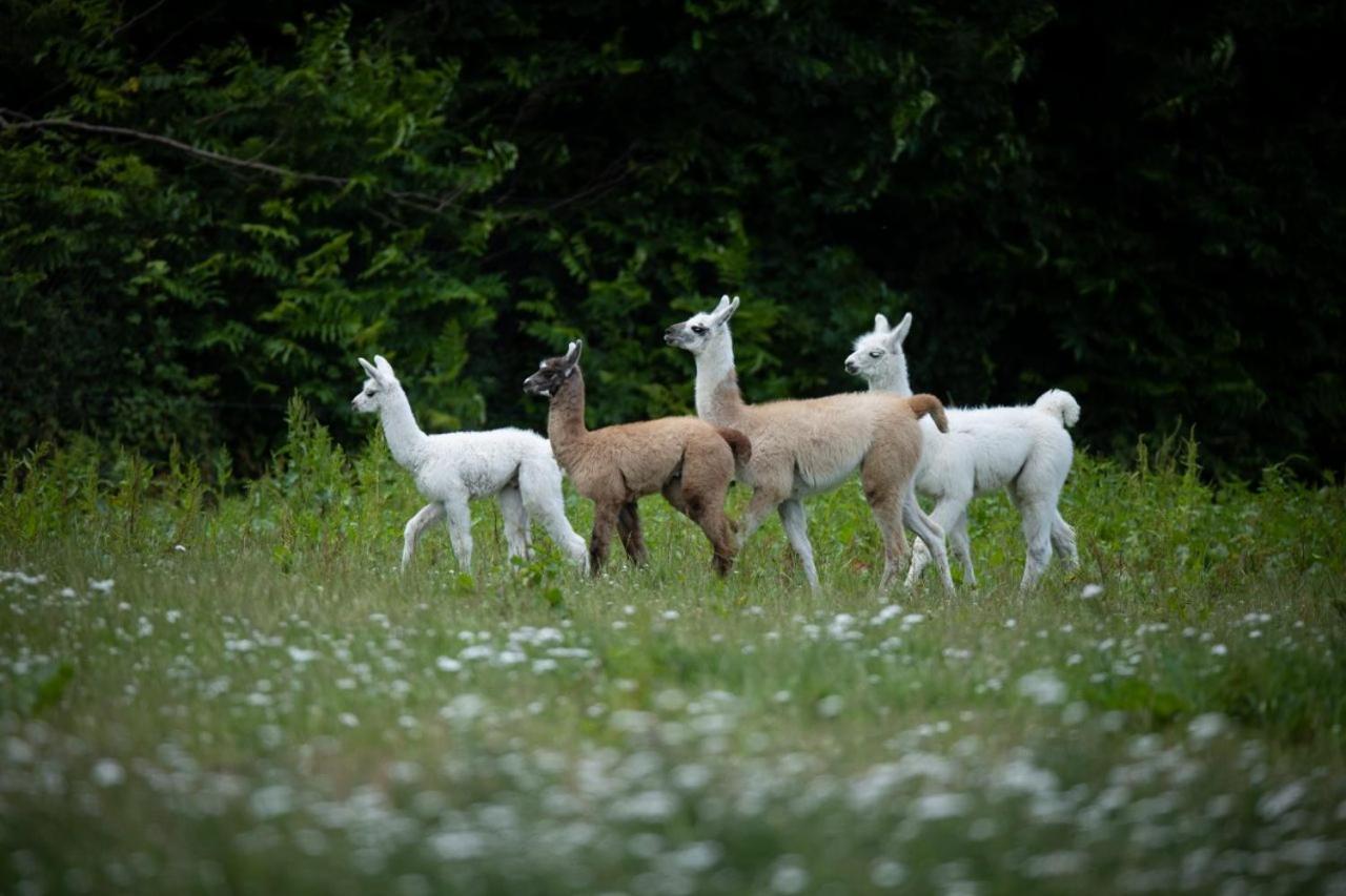 Knuthenborg Safaripark Otel Maribo Dış mekan fotoğraf