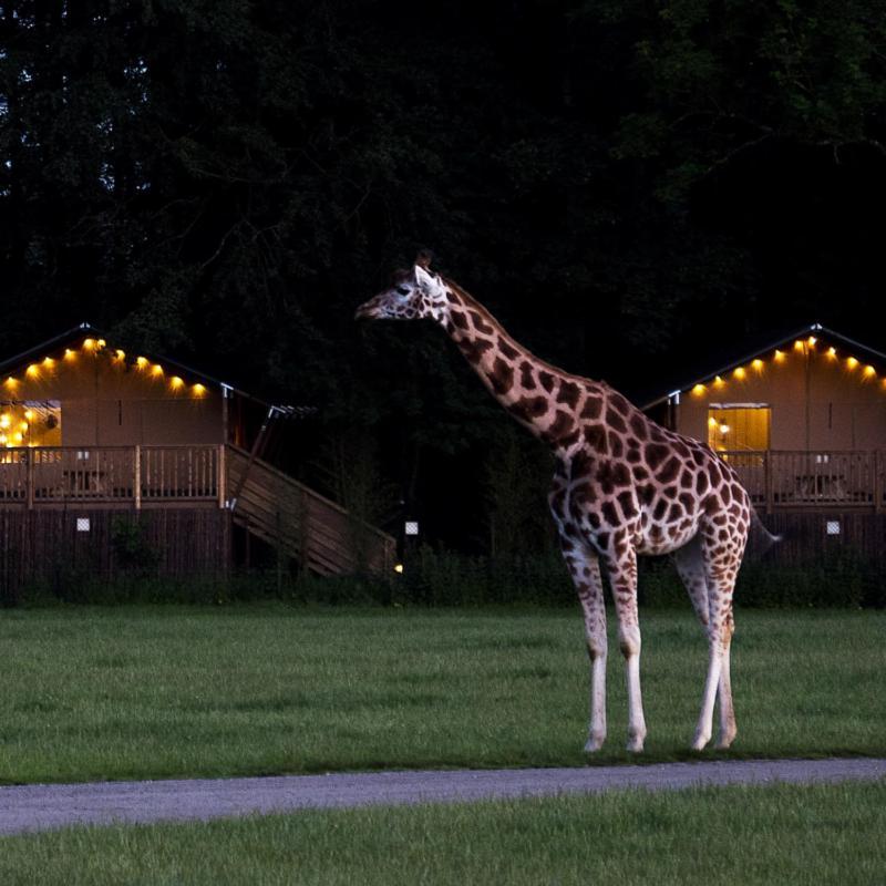 Knuthenborg Safaripark Otel Maribo Dış mekan fotoğraf