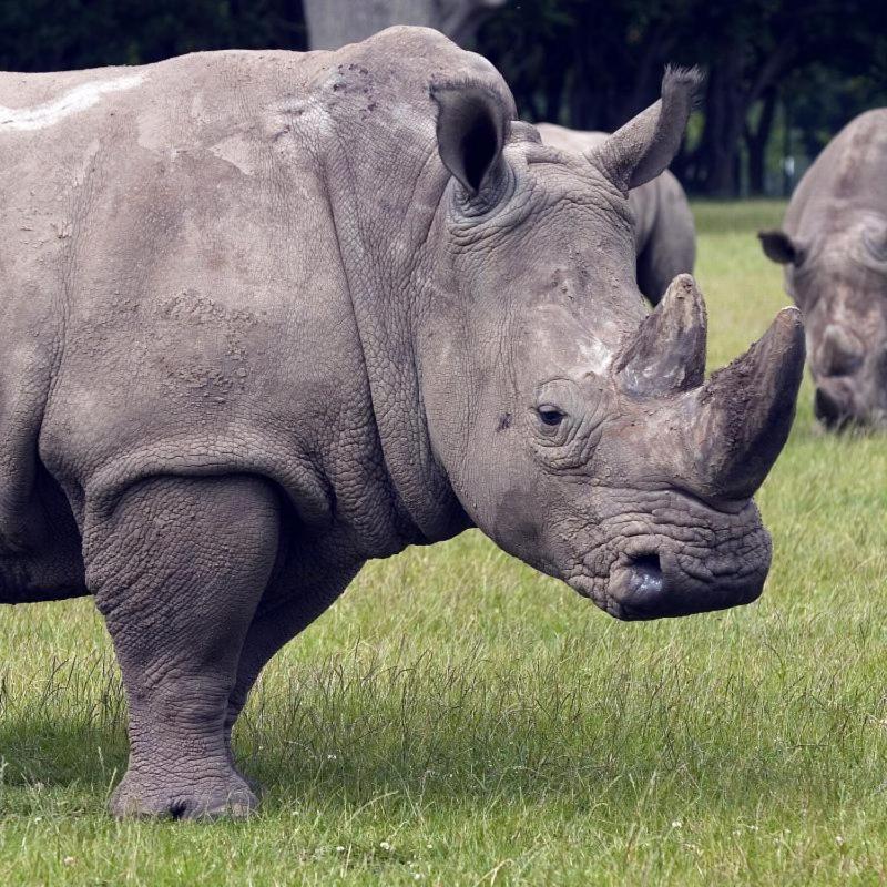 Knuthenborg Safaripark Otel Maribo Dış mekan fotoğraf